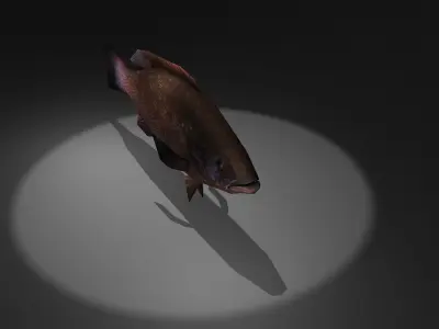 Mycteroperca fish Low-poly 3D model