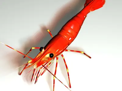 Shrimp 3D model order