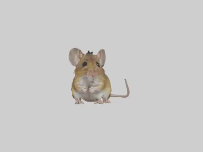 Field mouse Low-poly 3D model