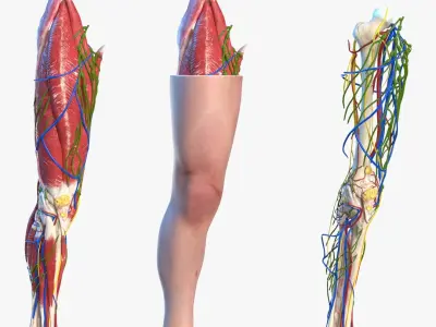 Knee Human Anatomy Rigged for Maya 3D model