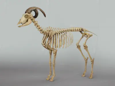 Goat Skeleton 3D model purchase