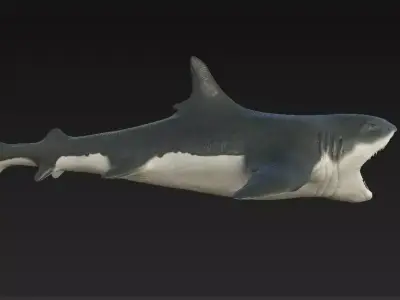 Shark Low-poly 3D model 5