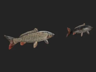 Fish Pack Low-poly 3D model buy