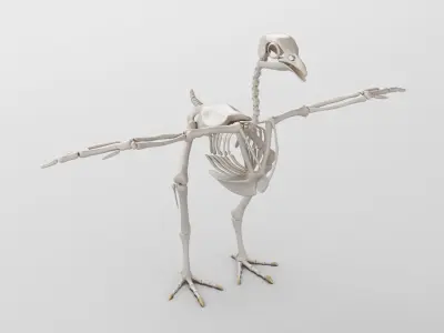 Chicken skeleton in T-pose for rigging 3D model