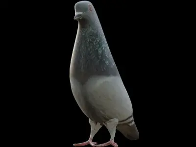 Pigeon Low-poly 3D model purchase