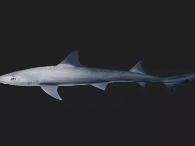 Shark Low-poly 3D model 17
