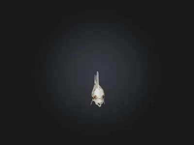 Realistic Fish Skeleton Model Low-poly 3D model