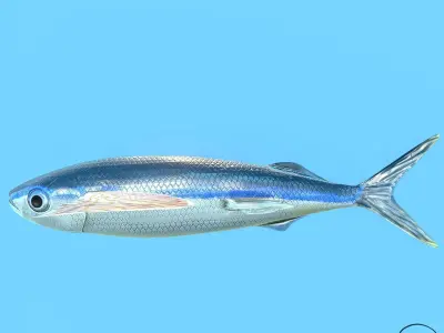 Atlantic flying fish Low-poly 3D model