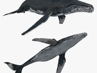 Accurate Humpback Whale 8K - 3d animated 3D model