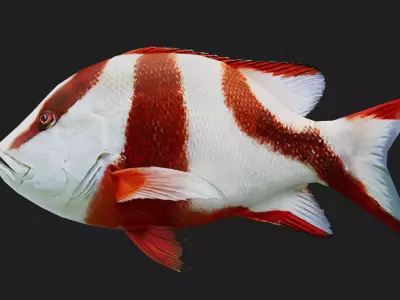 Snapper Low-poly 3D model 16
