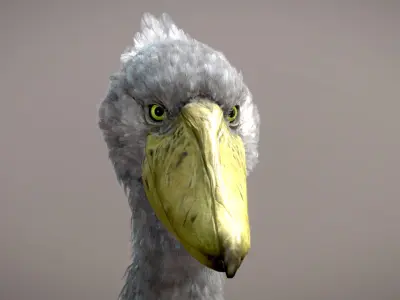 Shoebill  3D model