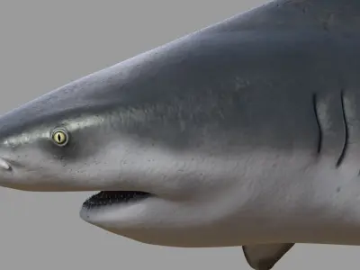 Bull shark 3D model purchase