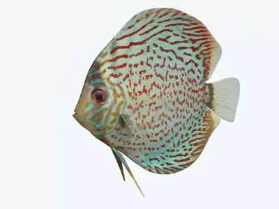 Discus Fish 4 3D model