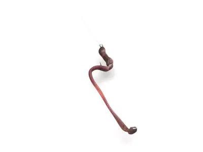 Hookworm 3D model