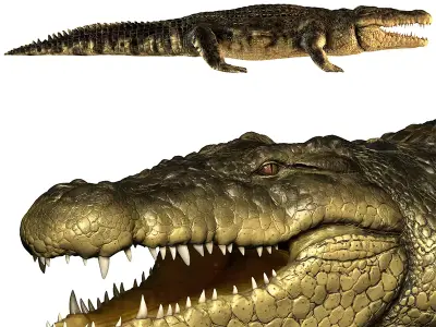 Crocodile alligator 3D model