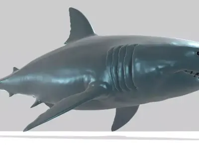 Great White Shark Realstic Free 3D model purchase