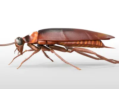 Cockroach Rigged 3D model purchase