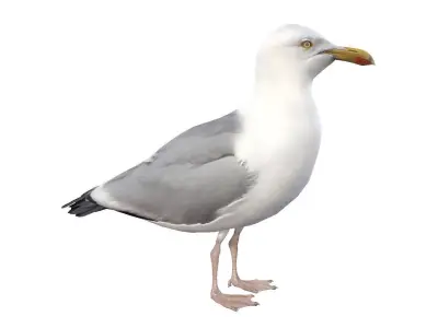 Seagull 3D model buy