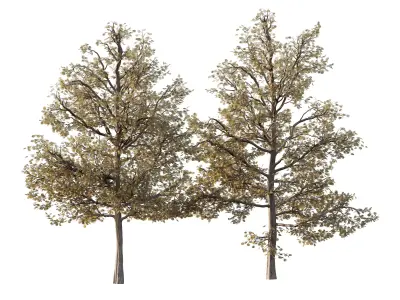 Mountain Ash Tree 16 3D model
