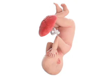  Fetus Anatomy Week 42 Animated 