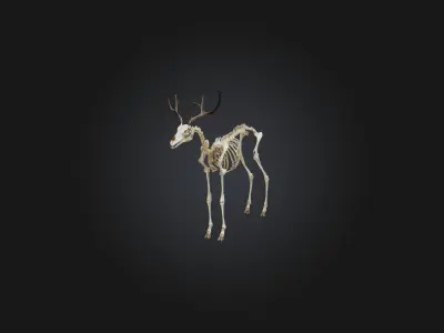 Realistic Antelope Skeleton Model Low-poly 3D model