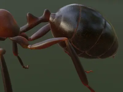 RedAnt 3d ant Low-poly 3D model