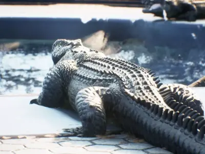 crocodile alligator at zoo 3D model