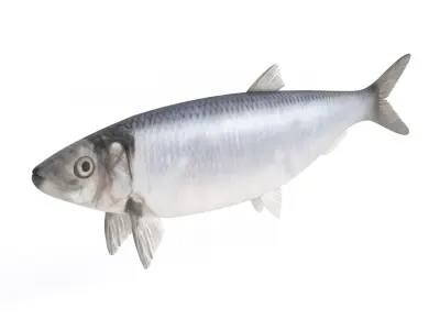 Fish Herring 3D model
