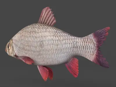 Freshwater Fish 3D model buy