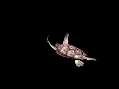 sea turtle animation Low-poly 3D model