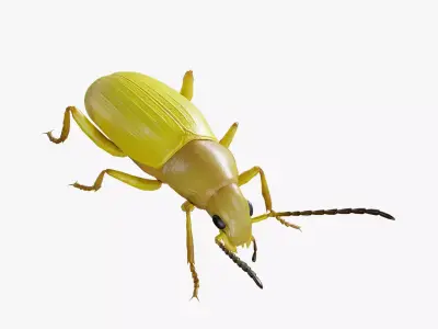 Beetle Cistelomorpha Melanopyga Low-poly 3D model