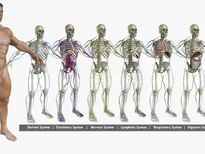 Motion Capture Anatomy Combo 3D model