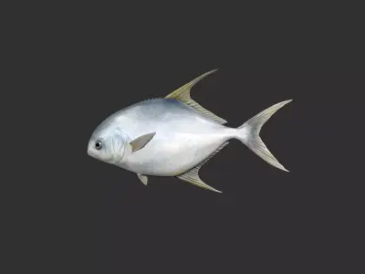snubnose pompano Fish Low-poly 3D model