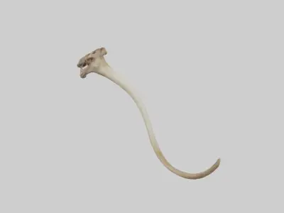Kangaroo Tibia Low-poly 3D model
