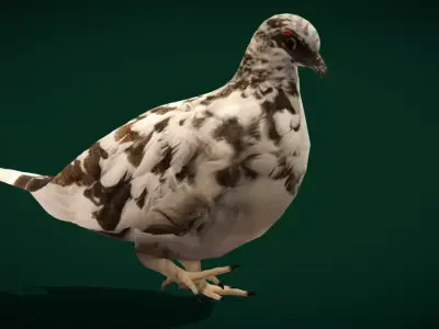 Rock Ptarmigans Bird Free low-poly 3D model