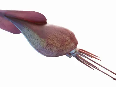 Colossal Squid 3D model