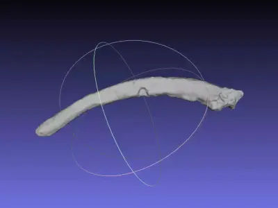 Psittacosaurus Right Dorsal Rib 4 Free 3D print model