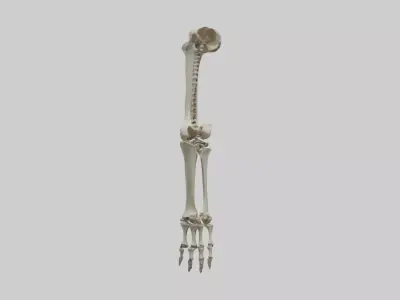 Leg skeleton Low-poly 3D model