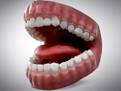  Realistic Human Mouth Anatomy 