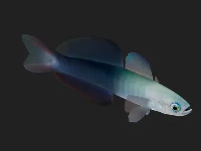 Bass fish Low-poly 3D model 8