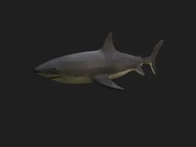 Great White Shark 3D model 2