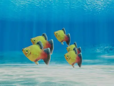 Platy Fish Free 3D model