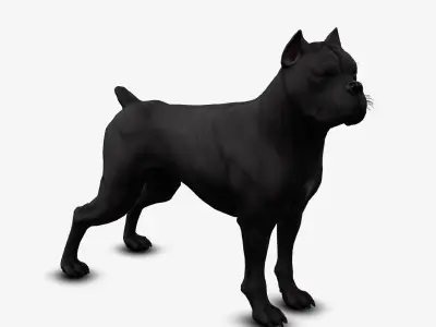 dog canne corso Low-poly 3D model