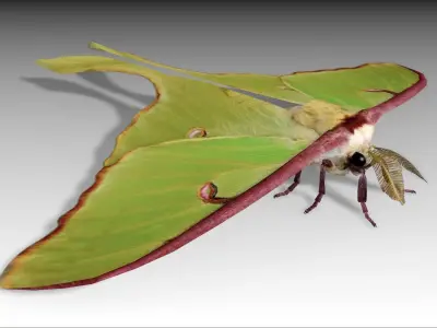 Luna Moth Low-poly 3D model
