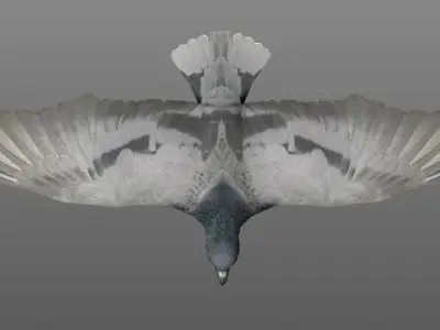 Bird1 with animations Low-poly 3D model
