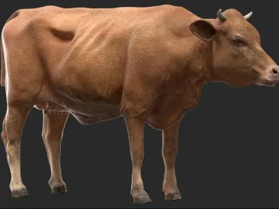  Cow NoFur Rigged 3D 