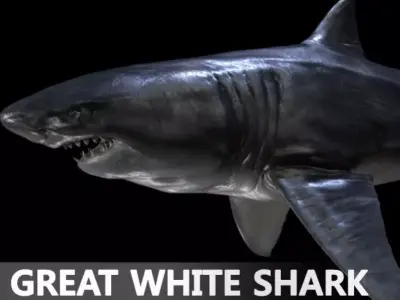 Great white Shark 3D model order