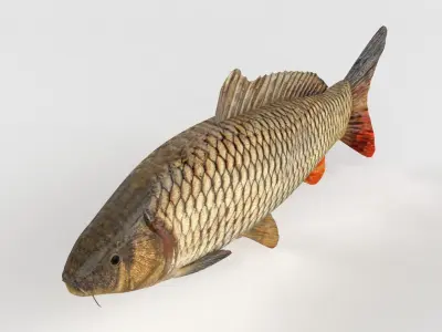 Carp Fish 3D model shop
