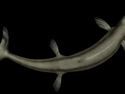 Basilosaurus Asset Pack Low-poly 3D model