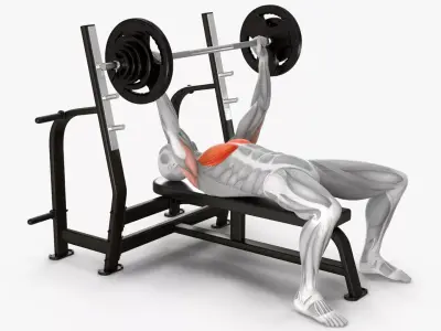Male Muscular System Bench Press Animated Rigged 3D model